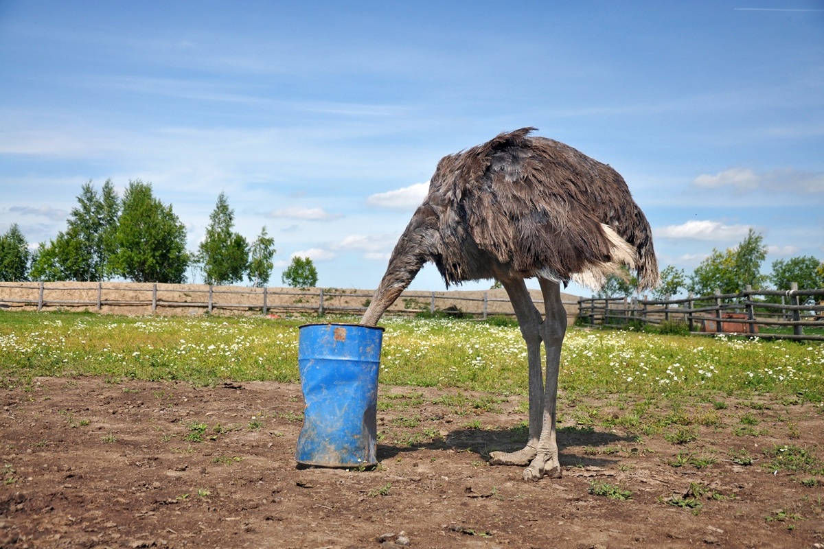 Quanto ne sai sugli struzzi-Carne di Struzzo