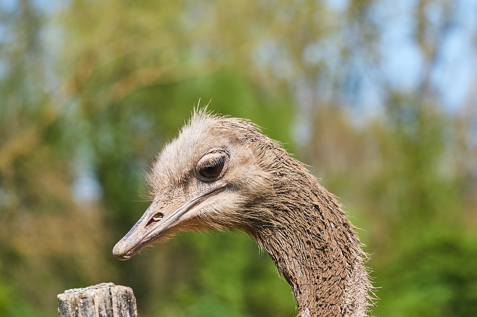 Struzzo australiano