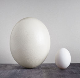 Uovo di struzzo