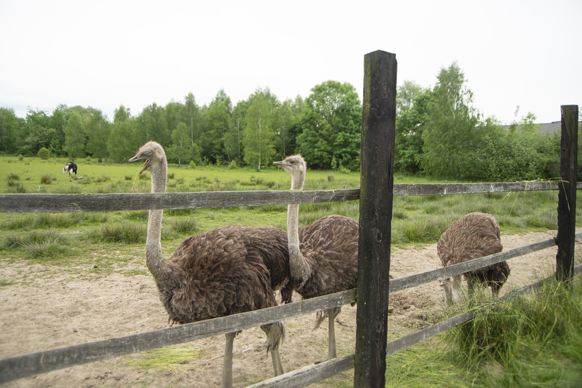 Allevamento degli struzzi: alcune buone pratiche