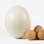 uovo di struzzo | carnedistruzzo.it